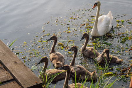 Mother swan swims with her chicks on summer evening. Nature reserves.Environmental protection. Migratory birds. Birds of Eastern Europe. Wild birds in their natural habitat. Breeding chicks.の写真素材