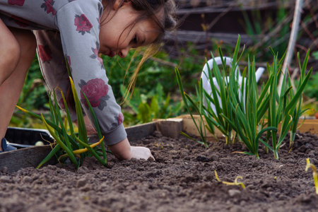 Adorable little girl in longsleeve with roses bending down and digging in ground with hand where green onions grow. Junior gardener with dark hair harvestsling and learning horticulture in garden.の写真素材