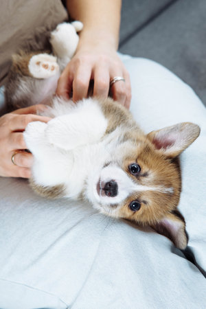 Top view of funny cute Welsh Corgi puppy lying on lap and looking into camera. Features of keeping puppies. Loyal friend.の写真素材