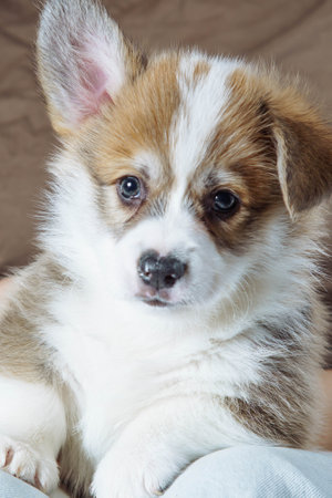 Close-up portrait of a corgi puppy with one ear raised against a studio background.の写真素材