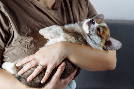 Unrecognizable person in dark beige cotton T-shirt lovingly hugs cute little Welsh corgi puppy. Features of keeping puppies. Loyal friend. Tenderness and care.の写真素材