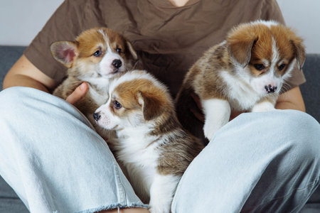 Three charming little well-fed puppies are placed between crossed legs on a sofa against light wall. Dog food. Pets. Veterinary control. Loyal friend.の写真素材