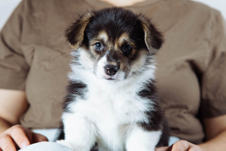 Close-up portrait of a Welsh Corgi puppy sitting on a lap. Maintenance and care of pets. Dog food. Dog in family. Features of keeping puppies. Veterinary control.の写真素材