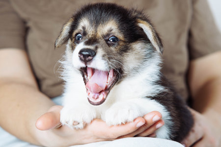 A yawning Pembroke Welsh Corgi puppy being held in hands. The small puppy shows its open mouth while being supported. Features of keeping puppies and their loyal companionship.の写真素材