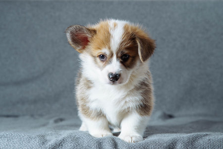 Close-up portrait of a Welsh corgi puppy on gray background. Features of keeping puppy. Love and tenderness.の写真素材