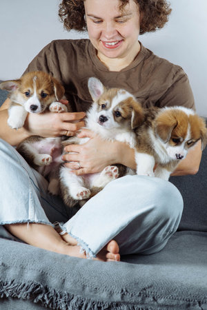 A person sitting cross-legged on sofa holding three corgi puppies. The puppies appear playful and content while being held.の写真素材