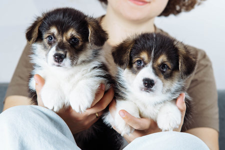 Two adorable fluffy Welsh corgi puppies, they are sitting on hands of unrecognizable woman of their mistress. Maintenance and care of pets. Dog food. Dog in family. Features of keeping puppies. Pets.の写真素材