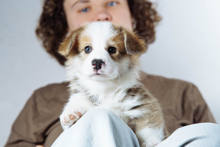 A Welsh corgi puppy being held against a light background. The puppy has white and brown fur with expressive eyes. Features of keeping puppies. Veterinary care. Loyal friend.の写真素材