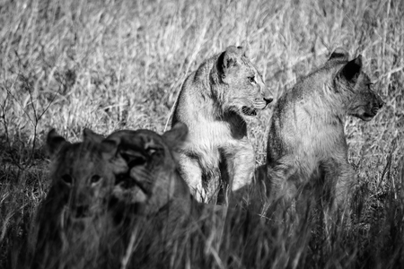 Lion in chefs island, Okavengo delta, Botswanaの写真素材