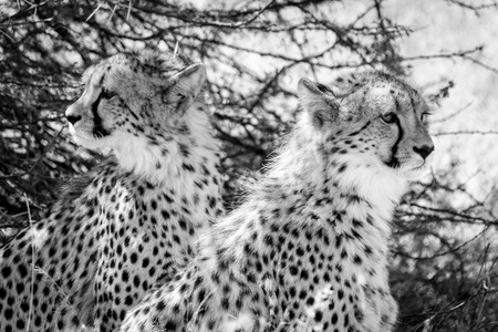 great moment with the cheetah of Kalahariの写真素材
