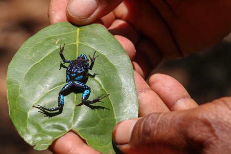 colorful frog of africa on the island of nosy be close to madagascarの写真素材