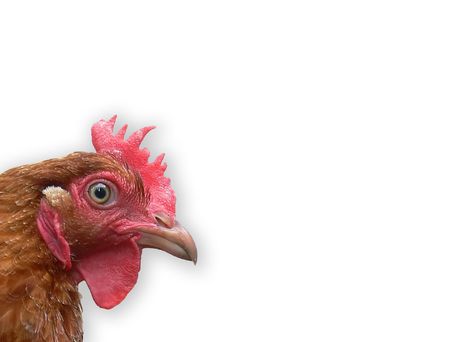 hen look  2の写真素材