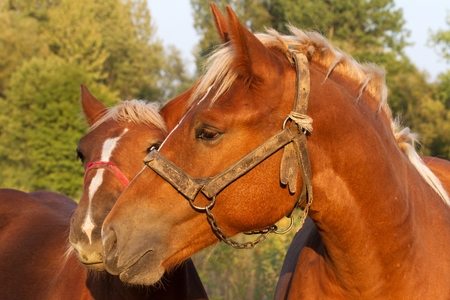 charming picture foal cradling the mare lit low, setting sunの写真素材