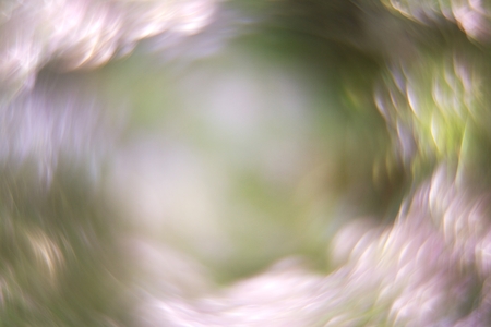 the pink, covered with dew, wet heath photographed in the morningの写真素材