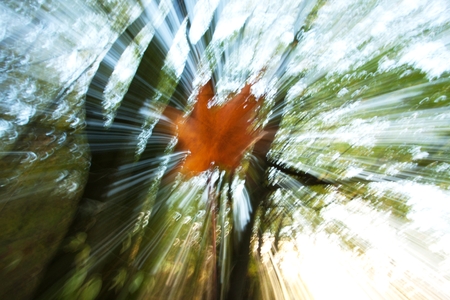 leaf photographed at a time when freely gliding down to earthの写真素材