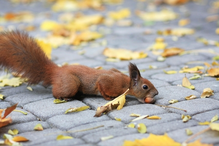 red squirrel on a park alley taking walnut among the autumn leavesの写真素材