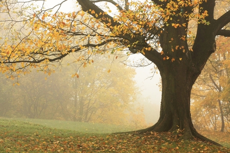 autumn tree in a park in the morning with colorful leavesの写真素材