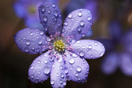 one of the many flowers anemone covered with morning dew