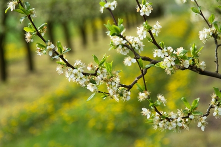 sprinkled with white flowers apple tree branches in spring orchardの写真素材