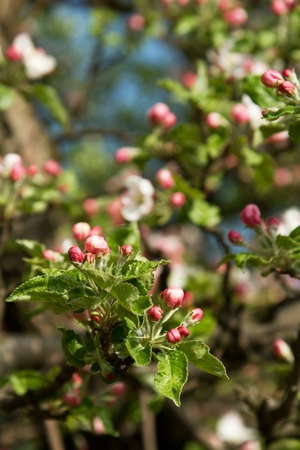 sprinkled with white flowers apple tree branches in spring orchardの写真素材