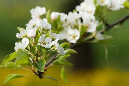 sprinkled with white flowers apple tree branches in spring orchardの写真素材