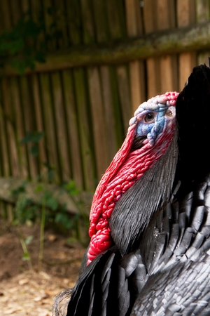 dignified-looking male turkey with gorgeous, red corals and a blue head