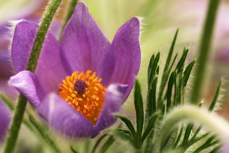 saffron is one of the rarer spring flowers and are subject to full legal protection