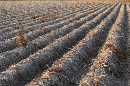 rows on a field of potatoes with dried-longer fall stems for a while before harvest