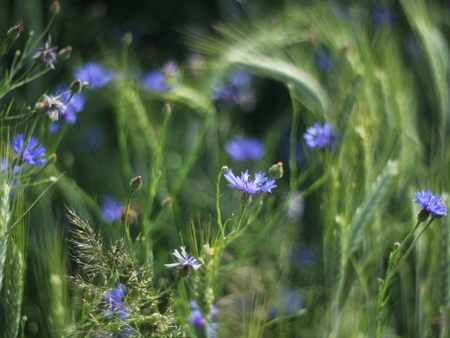 screwed into picture purple cornflowers in the grass and ears of cerealの写真素材