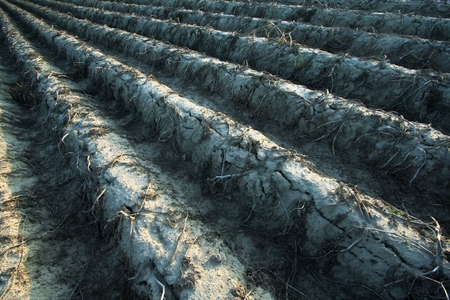 rows on a field of potatoes with dried-longer fall stems for a while before harvestの写真素材
