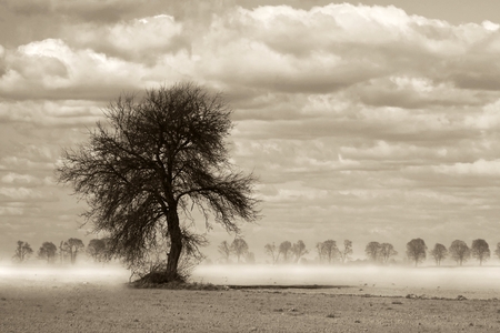 tossed by the wind with clouds of sand around a lone tree standing on a plateauの写真素材