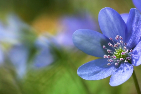 Anemone hepatica - one of the first spring flowers, and perhaps the prettiestの写真素材