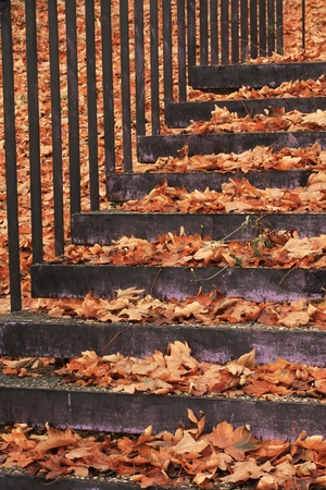 covered with orange leaves fell from the trees, concrete stairs with metal railingsの写真素材