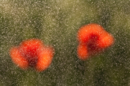 Red poppies flowers in the rain that drops in the shape of bright specks surrounded by flowersの写真素材