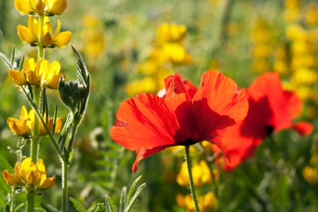 red poppies and yellow lupine flowers on the green meadow at sunriseの写真素材
