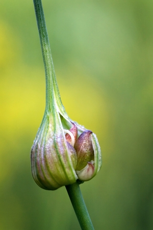 cracked, mature wild garlic ready to spill his seedの写真素材
