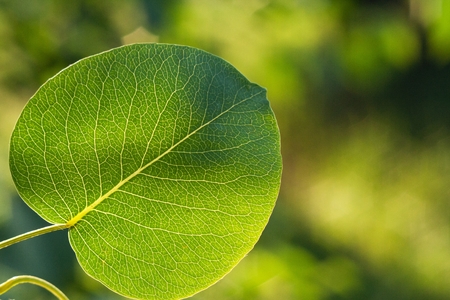 green leaves dotted with yellow veins and in the blurry background green leaves