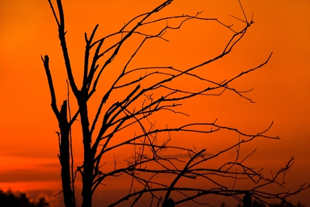 black branches of a dead tree against a red sky of sunsetの写真素材
