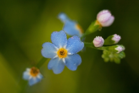 Forget-me-eared (Myosotis scorpioides) with blue flowers and pink flower buds