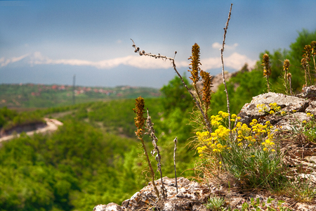 Slightly rusty rocks with flowering yellow flowers and green valley in the backgroundの写真素材