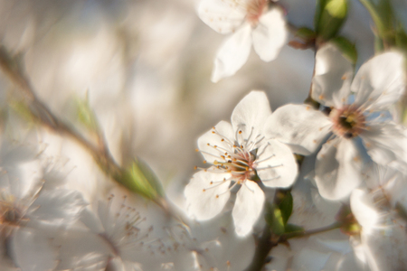 flowering apple tree in a bright glow, warm spring dayの写真素材