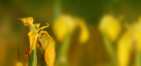 Single flower yellow mosquito (Iris pseudacorus) - banner on green backgroundの写真素材