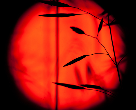 Black grass shadows on red, bloody sun shield background