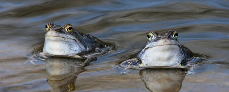 Two male frogs in a beautiful blue mating colorの写真素材