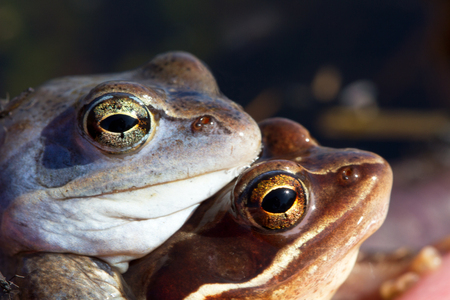 male in breeding coloration (blue) and female frogs lake in the spring mating seasonの写真素材