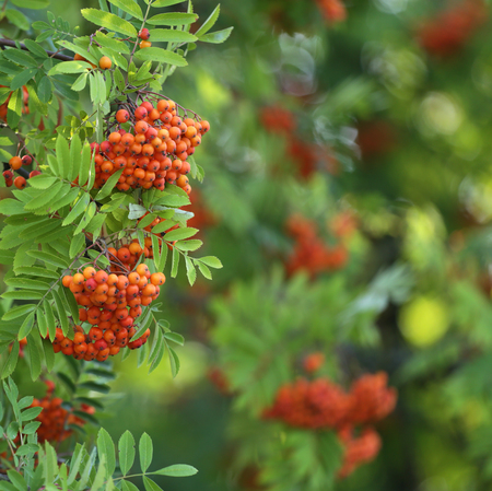 Red, ripe berries among green leaves with nice soft focus in the background
