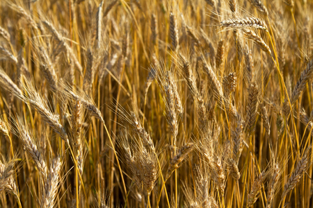 Golden rye ears of ripening rye, whole scent of moss on light summer windの写真素材
