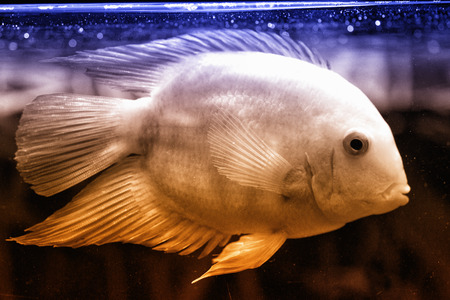 Heros severus - very nice aquarium fish with mild temperamentの写真素材