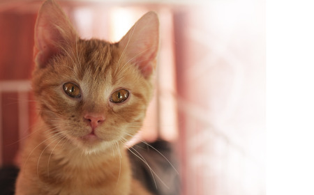 Sad, red cat in an animal shelter looking up hoping for a new owner