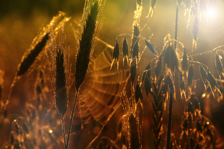 Oats and barley covered with dew drops photographed at sunriseの写真素材